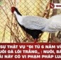 Sự thật vụ đi tù 6 năm vì nuôi Gà lôi trắng: Nuôi, bán loài này có vi phạm pháp luật?