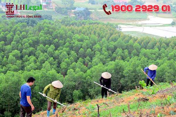 Luật đất đai 2024 sửa đổi bổ sung việc giao rừng, thuê rừng thuộc thẩm quyền của UBND cấp huyện