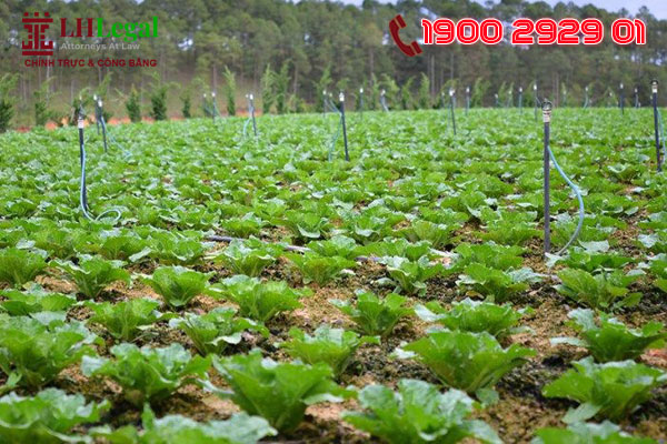 Nếu là cây hằng năm sẽ được bồi thường bằng giá trị sản lượng của vụ thu hoạch đối với cây đó