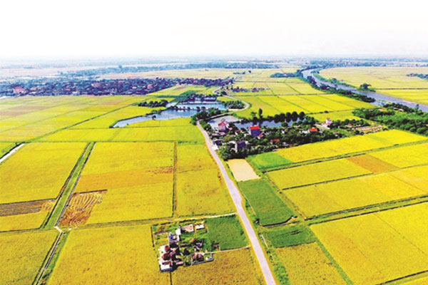 Đất nông nghiệp có trước ngày 01/7/2004 mà không đủ điều kiện để được cấp sổ đỏ vẫn được bồi thường khi Nhà nước thu hồi