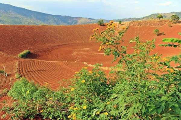 Hộ gia đình, cá nhân đang sử dụng đất nông nghiệp do tự khai hoang