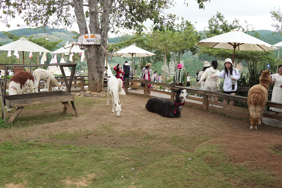 Hành trình kết nối - LHLegal Team Retreat Đà Lạt