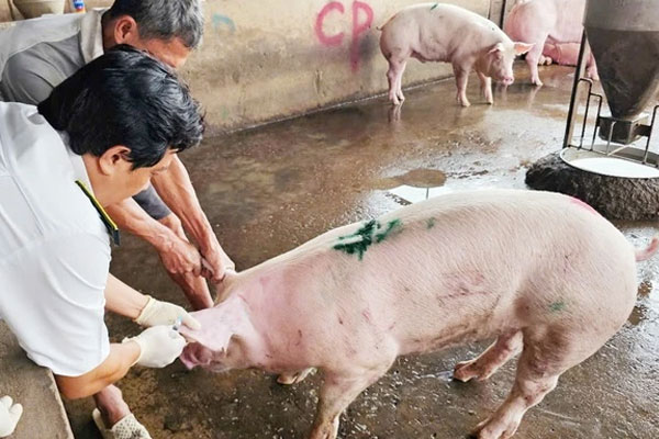 Sóc Trăng: Không khởi tố vụ C.P. Việt Nam bị tố bán thịt heo bệnh vì không có dấu hiệu tội phạm