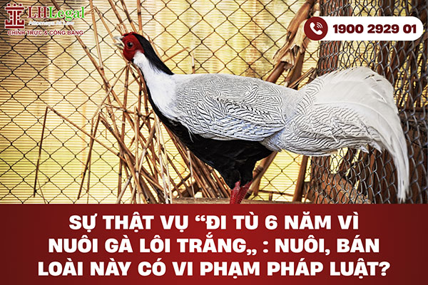 Sự thật vụ đi tù 6 năm vì nuôi Gà lôi trắng: Nuôi, bán loài này có vi phạm pháp luật?