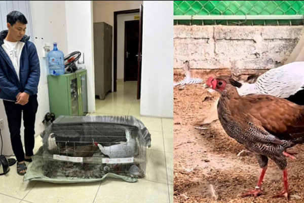 Bị cáo Thái Khắc Thành