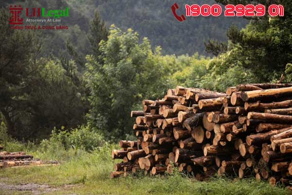 Có thể khai thác cây gỗ trên diện tích rừng giàu và rừng trung bình