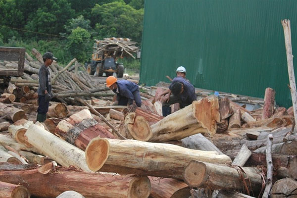 Lâm sản chưa qua chế biến được điều chỉnh mức thuế suất từ 5% lên 10%