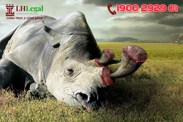 Hành vi giết lấy sừng tê giác sẽ bị phạt cao nhất 5 năm tù giam