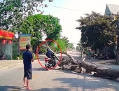 Chặt cây đổ khiến người đi đường tử vong, người cưa cây và chủ nhà có thể chịu trách nhiệm gì?