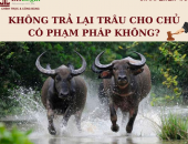 Không trả lại trâu cho chủ có phạm pháp không?