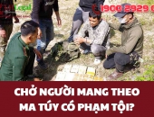 Mua ma túy về dự trữ để sử dụng dần có bị đi tù không?