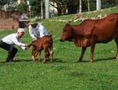 Tranh chấp việc mua bán bò bằng lời nói