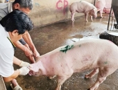 Sóc Trăng: Không khởi tố vụ C.P. Việt Nam bị tố bán thịt heo bệnh vì không có dấu hiệu tội phạm