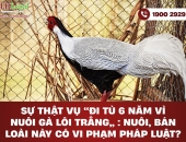 Sự thật vụ đi tù 6 năm vì nuôi Gà lôi trắng: Nuôi, bán loài này có vi phạm pháp luật?