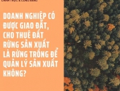 Doanh nghiệp có được giao đất, cho thuê đất rừng sản xuất là rừng trồng để quản lý sản xuất không?